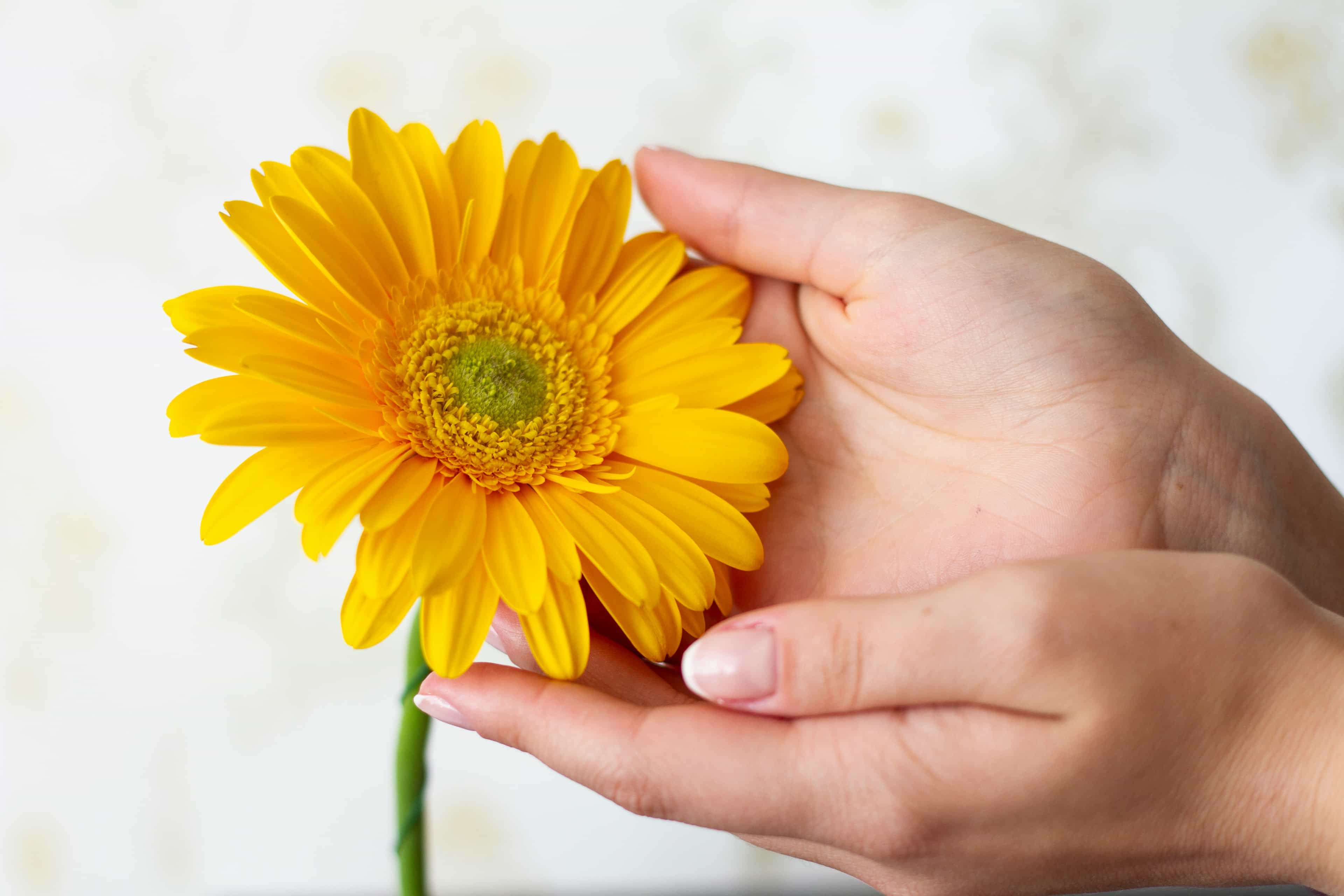 cover | Laboratorio "Il Girasole"